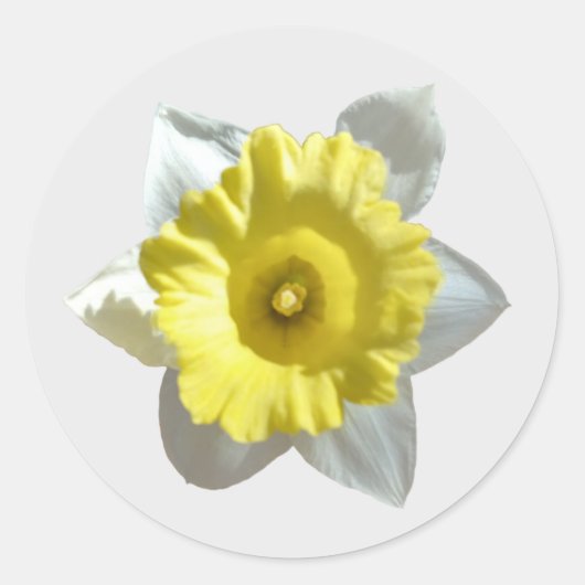 水仙ステッカー(白) ラウンドシール (正面)