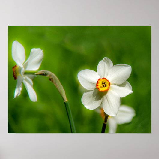 水仙ポスター ポスター (正面)