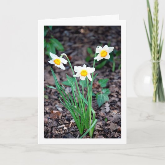 水仙花 カード (正面)