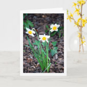 水仙花 カード (黄色い花)