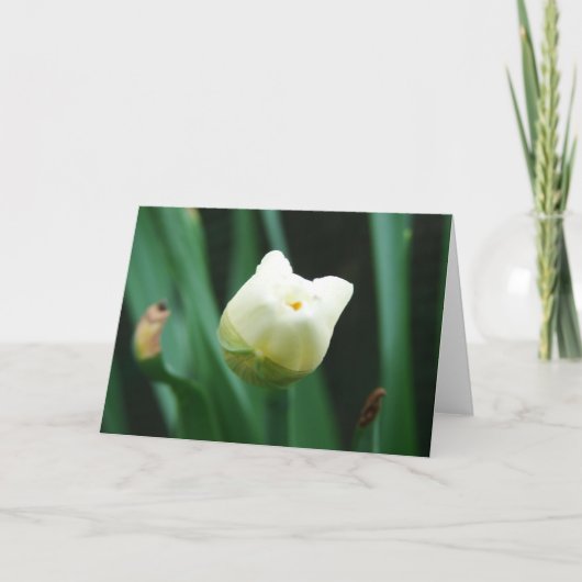 水仙 カード (正面)