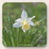 水仙 コースター (正面)