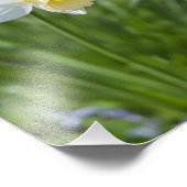 水仙 フォトプリント            (角)
