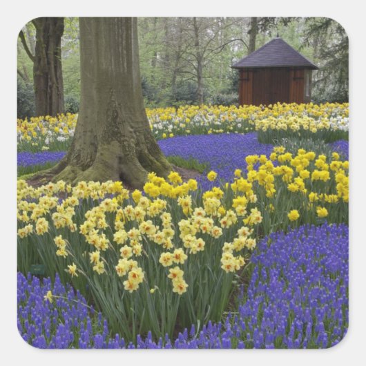 水仙、ブドウのヒアシンス、チューリップの庭。 スクエアシール (正面)