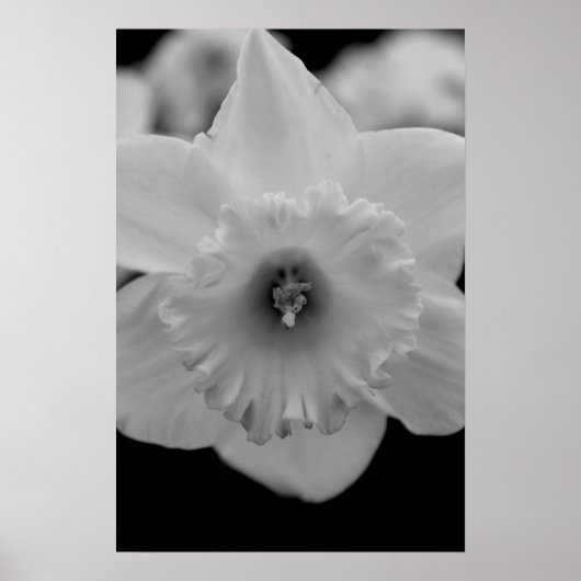 水仙 ポスター (正面)