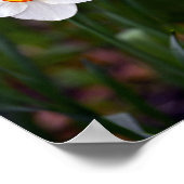 水仙 ポスター (角)