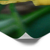 水仙 ポスター (角)