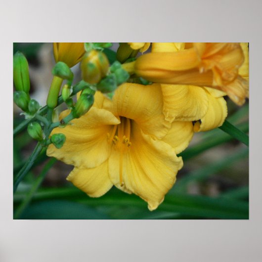 水仙 ポスター (正面)