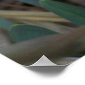 水仙 ポスター (角)