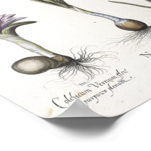 水仙 ポスター (角)