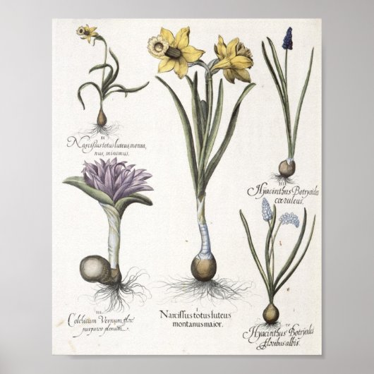 水仙 ポスター (正面)