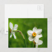 水仙 ポストカード (正面/裏面)