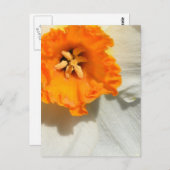 水仙 ポストカード (正面/裏面)