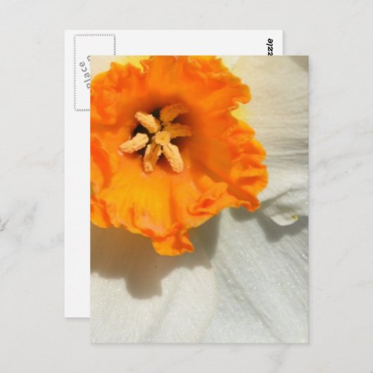 水仙 ポストカード (正面/裏面)