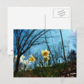 水仙 ポストカード (正面/裏面)