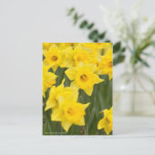 水仙「早い感じ」[葉書] ポストカード (スタンド正面)