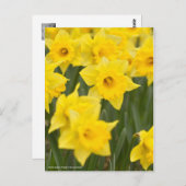 水仙「早い感じ」[葉書] ポストカード (正面/裏面)