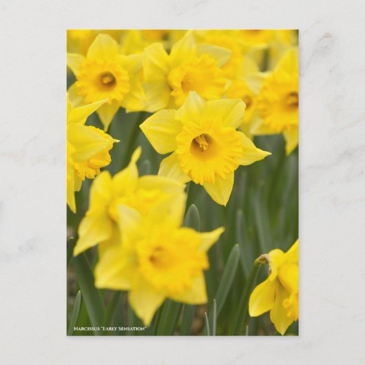 水仙「早い感じ」[葉書] ポストカード (正面)