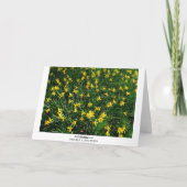 水仙/水仙 カード (裏面)