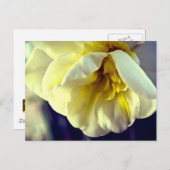 水仙(疝)痛 ポストカード (正面/裏面)