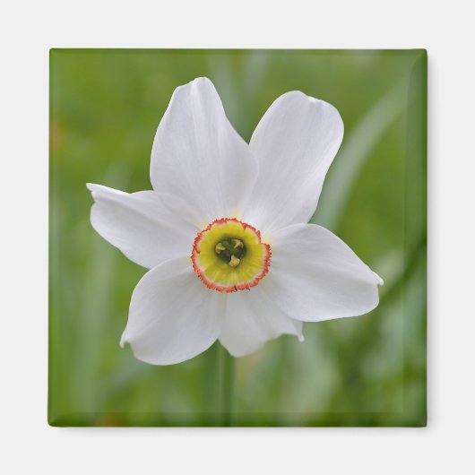 水仙（疝）痛 マグネット (正面)