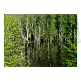 水写真カードにおける樹木の反空白の映