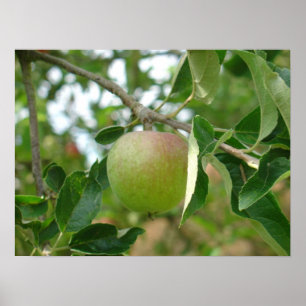 水分が多い緑のApple ポスター