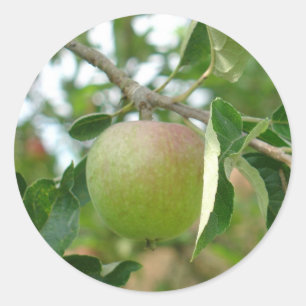 水分が多い緑のApple ラウンドシール