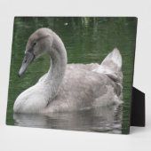 水垢に覆われた優雅な白鳥 フォトプラーク (側面)