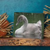 水垢に覆われた優雅な白鳥 フォトプラーク (側面)