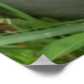 水差しポスター付き紫陽花 ポスター (角)