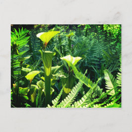 水差し（黄）植物 ポストカード