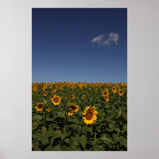 水平線 ポスター (正面)