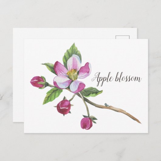 水彩りアップルブロッサムボタニカル ポストカード (正面/裏面)
