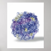 水彩アジサイの花 - 花の芸術プリント ポスター (正面)