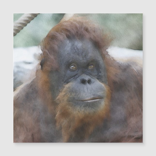 水彩オラン (正面)