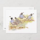 水彩カリフォルニアウイルバード自然アート ポストカード (正面/裏面)