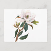 水彩マグノリア ポストカード (正面)