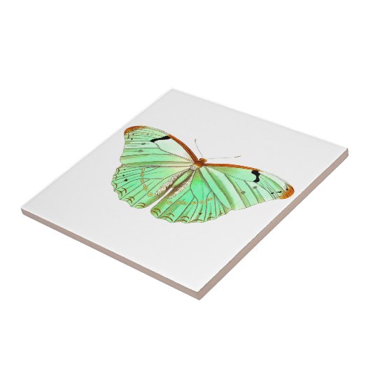 水彩春蝶 タイル (側面)