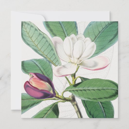 水彩植物白マグノリア&グリーン葉ズ シーズンカード (正面)