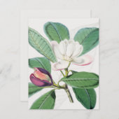 水彩植物白マグノリア&グリーン葉ズ シーズンカード (正面/裏面)