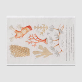水彩沿岸サンゴ 薄葉紙