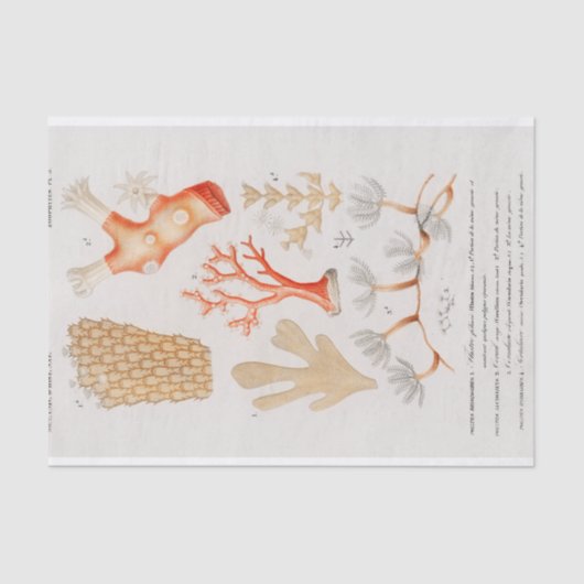 水彩沿岸サンゴ 薄葉紙 (正面)