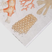 水彩沿岸サンゴ 薄葉紙 (詳細)