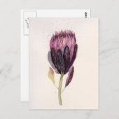 水彩画のプロテア ポストカード (正面/裏面)