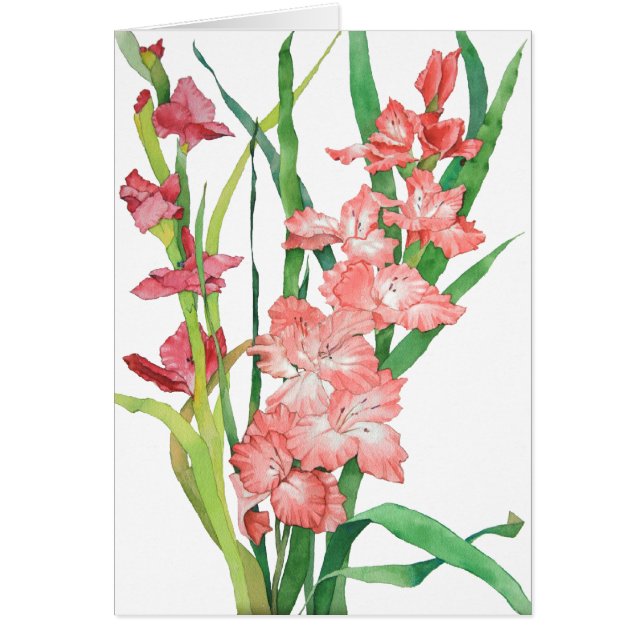 水彩画ピンクのGladiolas (正面)