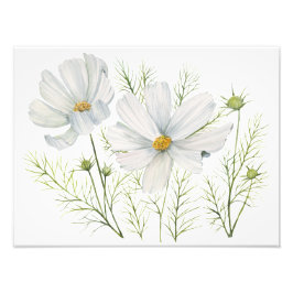 水彩白コスモス花ボタニカル絵を描ズ フォトプリント           