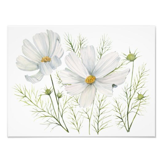 水彩白コスモス花ボタニカル絵を描ズ フォトプリント            (正面)