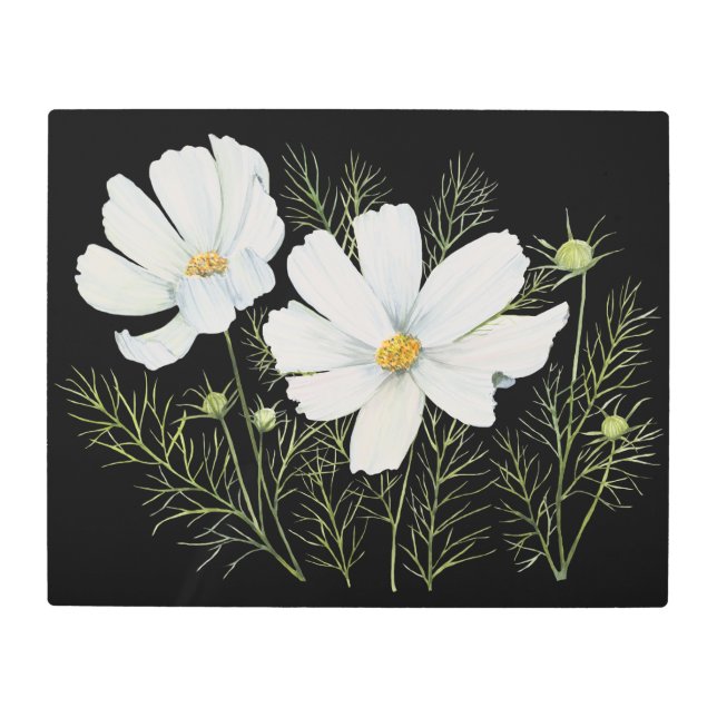 水彩白コスモス花ボタニカル絵を描ズ メタルプリント (正面)