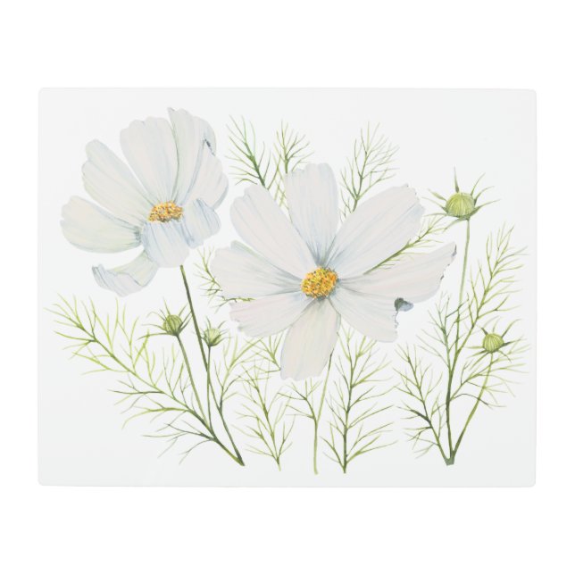 水彩白コスモス花ボタニカル絵を描ズ メタルプリント (正面)